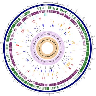 Phenotypic Characterization and Whole Genome Analysis of a Strong Biofilm-Forming Staphylococcus aureus Strain Associated With Subclinical Bovine Mastitis in Colombia